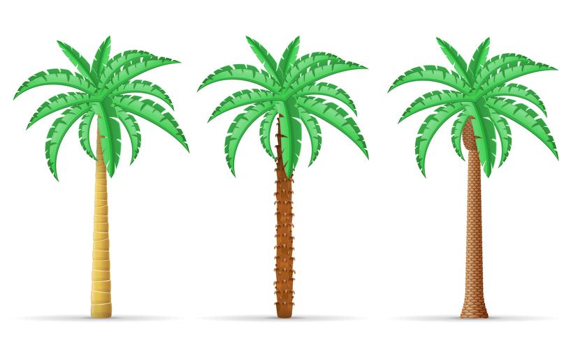 Palme-Vektor-Illustration vektor