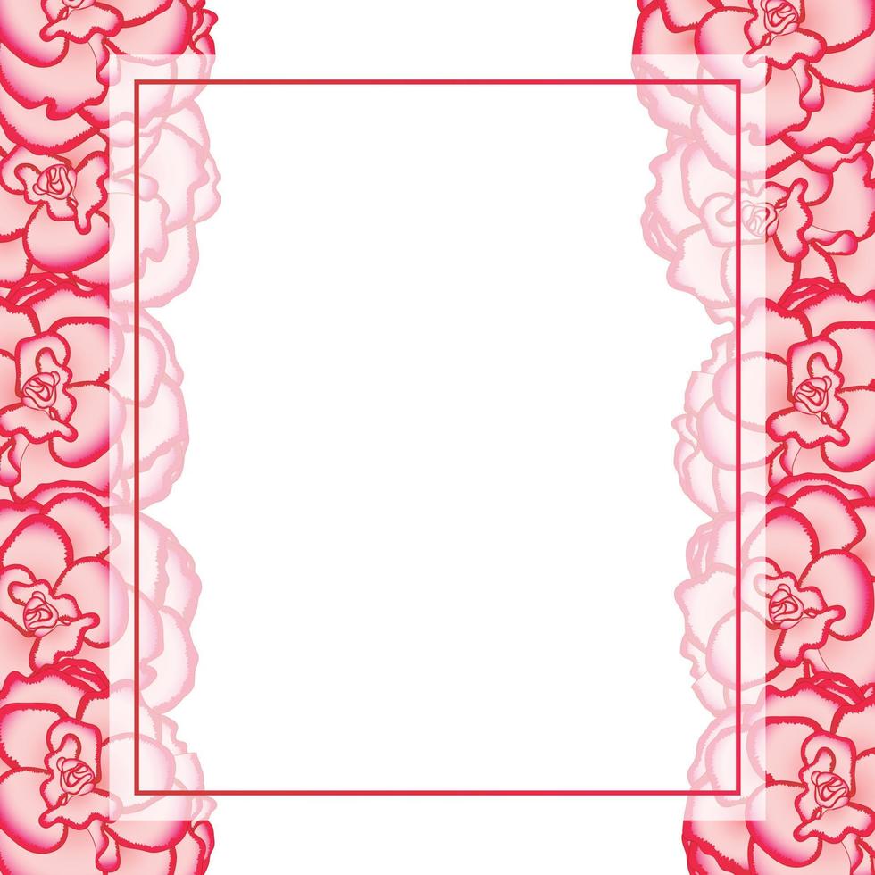 rosa begonia blomma, picotee första kärlek banner kort kant vektor