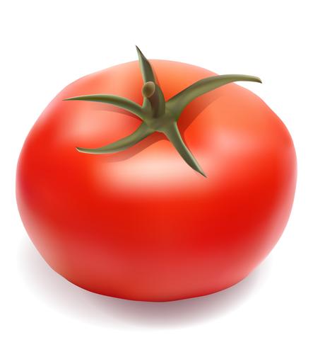 Tomaten-Vektor-Illustration vektor