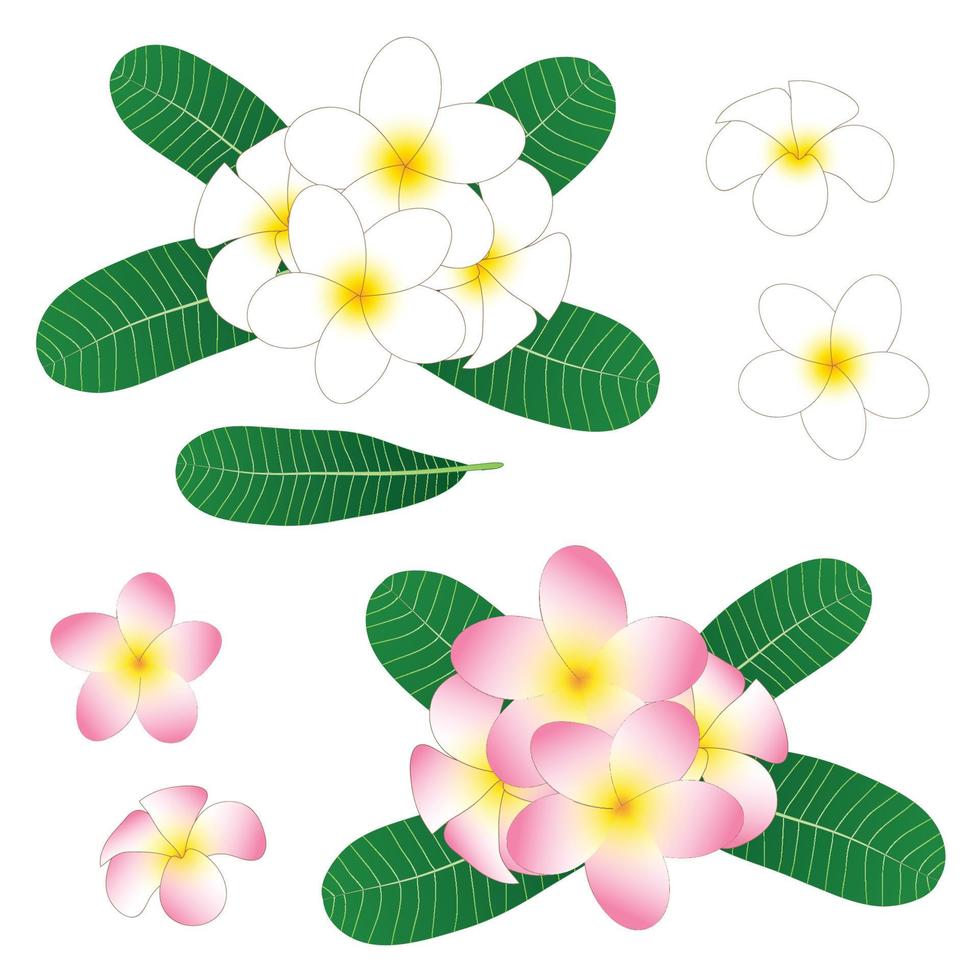 vit och rosa plumeria, frangipani isolerad på vit bakgrund. vektor illustration