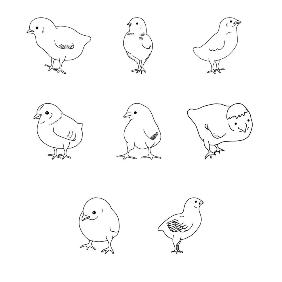 uppsättning av kyckling handritad linjeteckning. contour drawing.crawl.drawing för påskhelgen. liten kyckling.fågelhus.vektor vektor