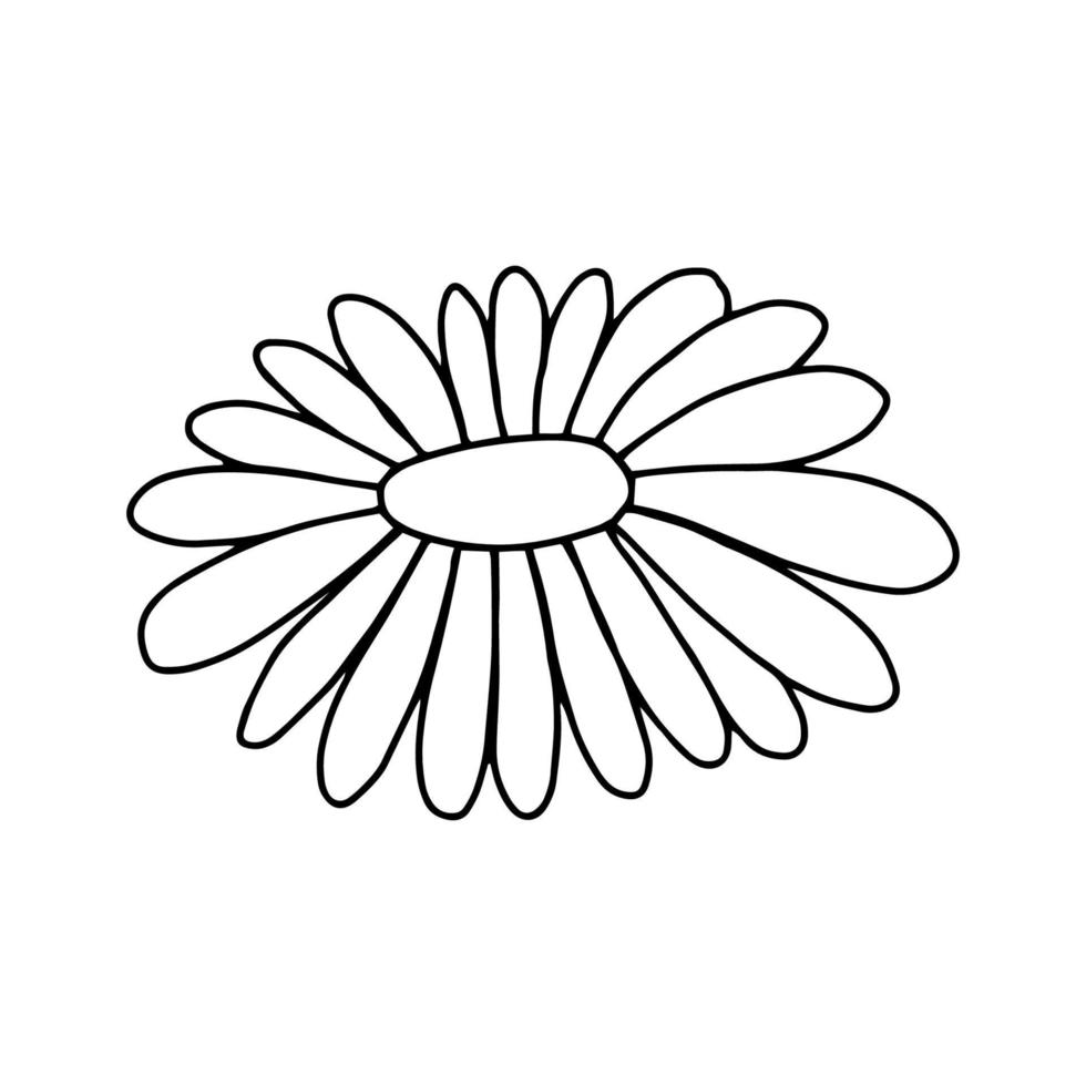Gänseblümchenblume im Doodle-Stil. Schwarz-Weiß-Bild isoliert auf weißem Hintergrund. Konturzeichnung. Vektorillustration vektor