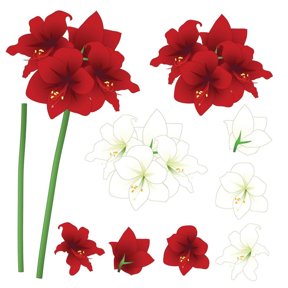 röd och vit amaryllis - hippeastrum. julblomma. vektor illustration. isolerad på vit bakgrund