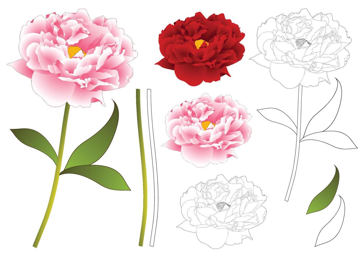 rosa und rote Pfingstrose Blumenkontur vektor