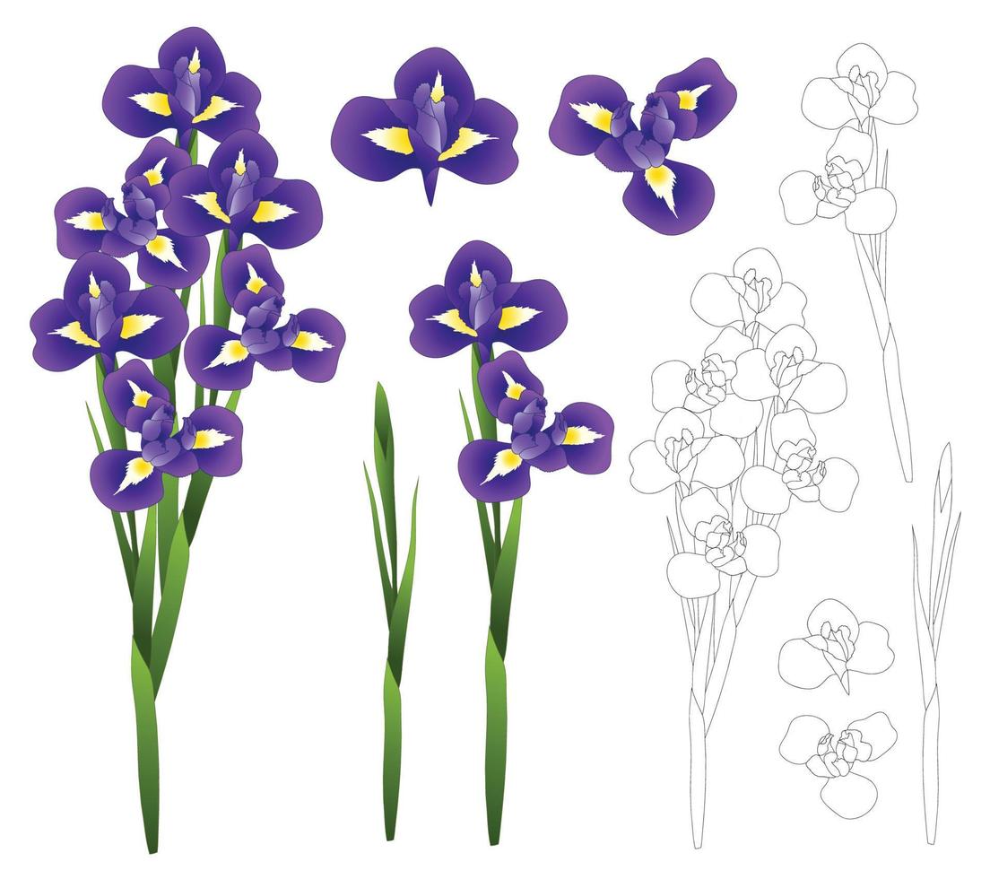mörkblå lila irisblomma. vektor illustration.