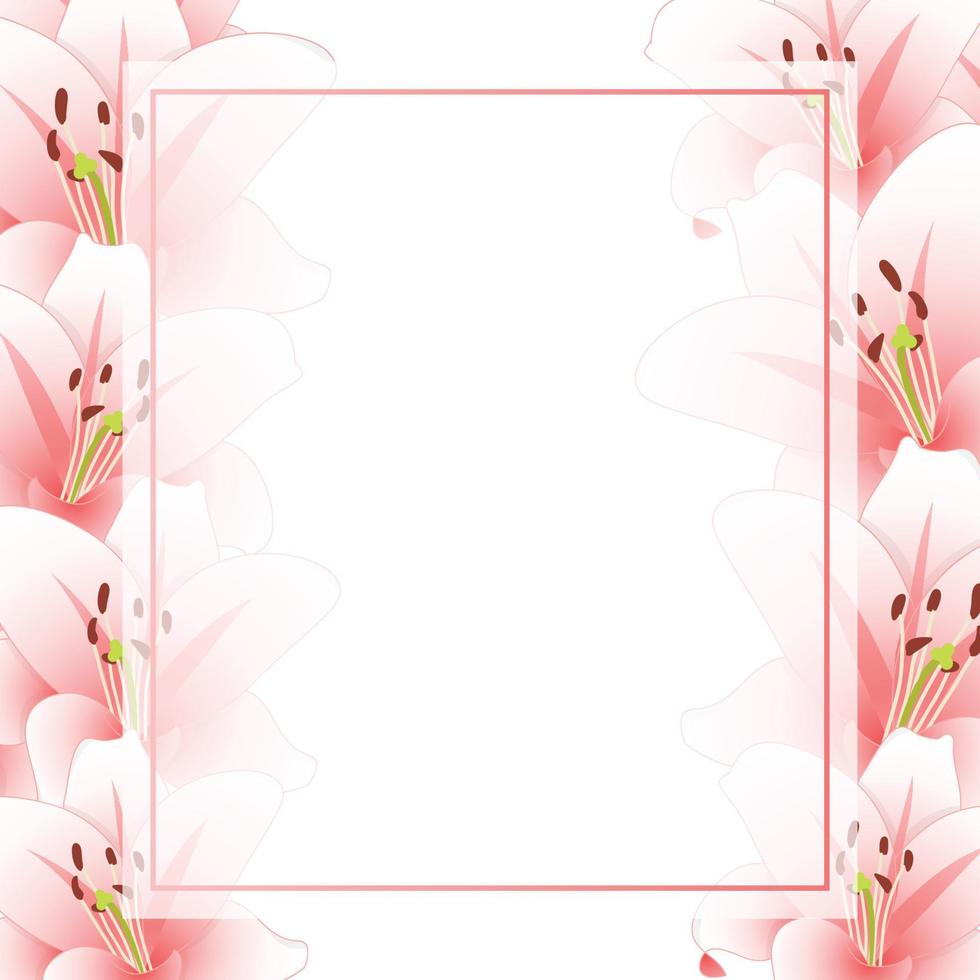 rosa Lilie Blumenbanner Kartenrand isoliert auf weißem Hintergrund vektor