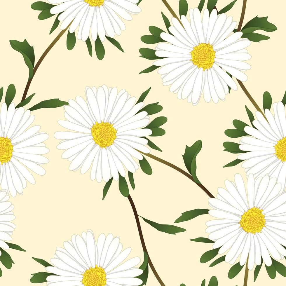 vit aster blomma på elfenben beige bakgrund. vektor illustration