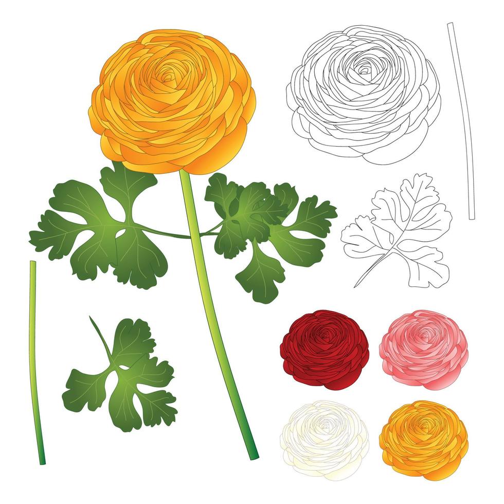 rote, rosa, weiße, gelbe Ranunkelnblüte und Umriss. Vektor-Illustration. vektor