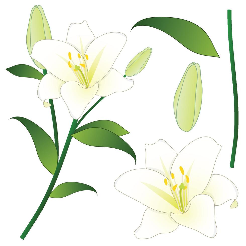 lilium candidum, madonnaliljan eller vitlilja. Italiens nationella blomma. vektor illustration.