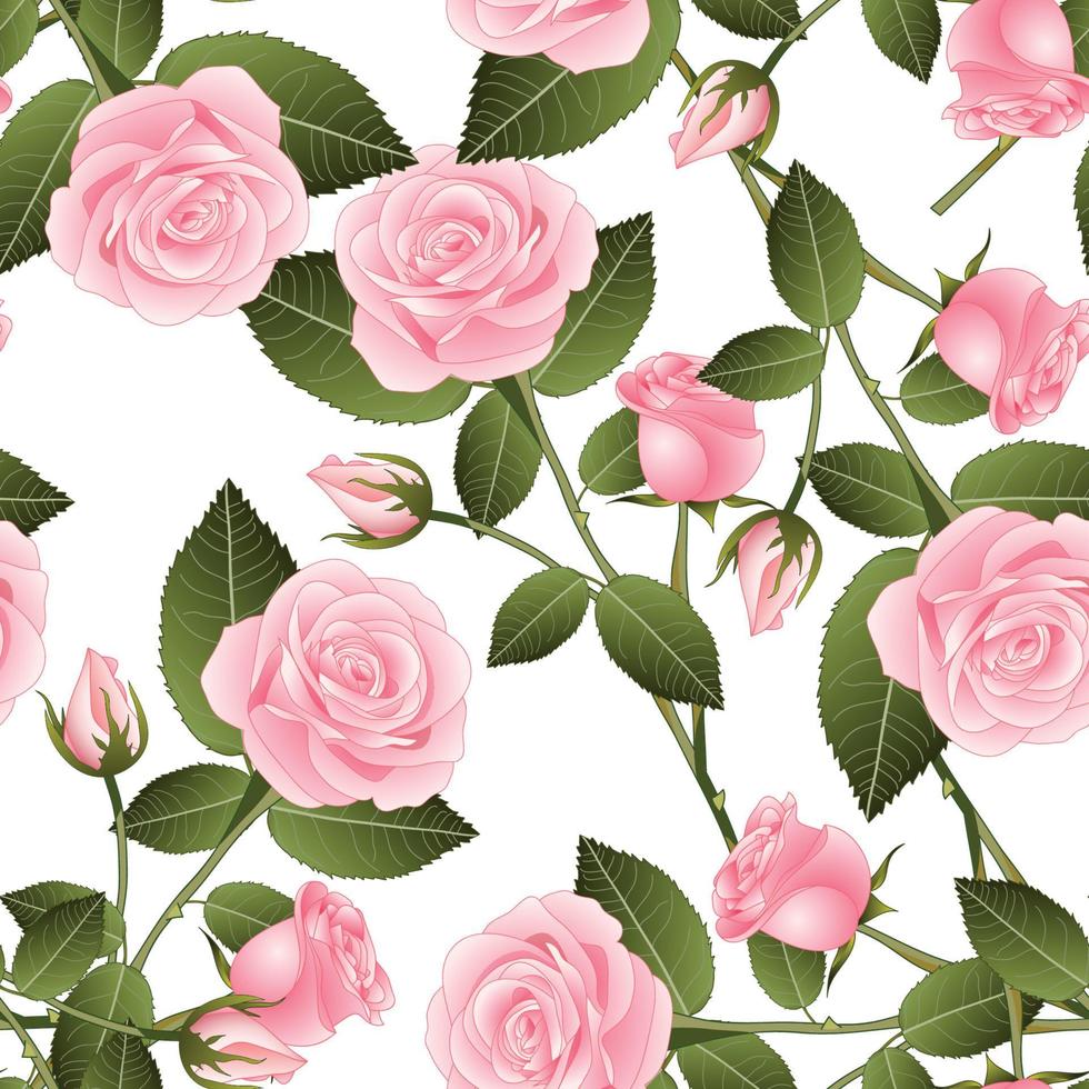 rosa Rose auf weißem Hintergrund vektor