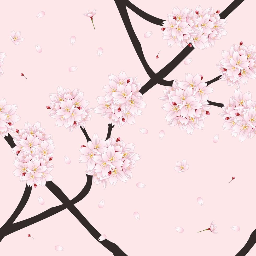 Sakura-Kirschblütenblume auf hellrosa Hintergrund vektor