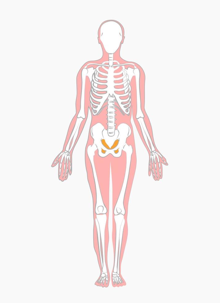 medicinska ritningar av mänskliga skelett vektor