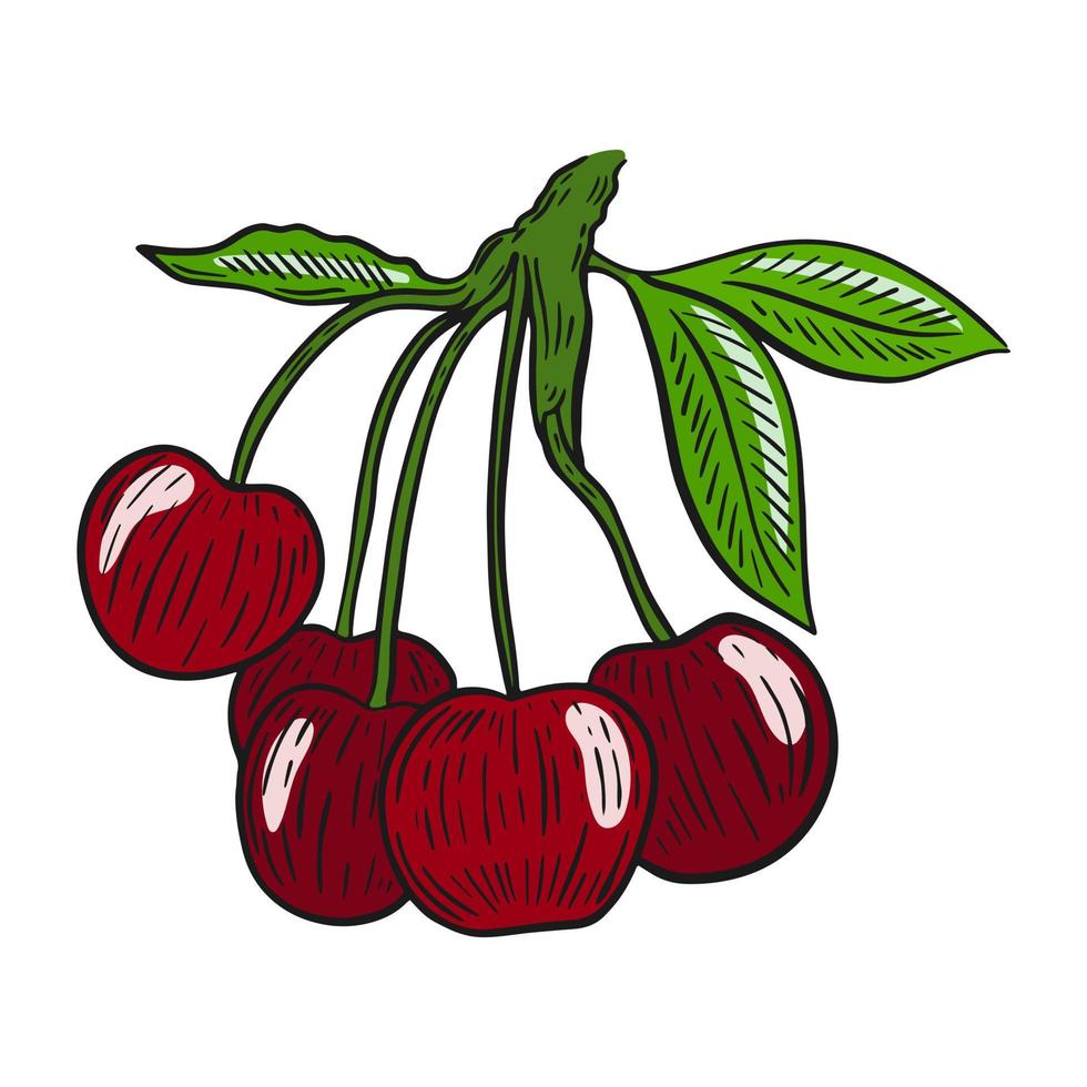 Kirschbeeren auf einem Zweig isolierte Vektorillustration vektor