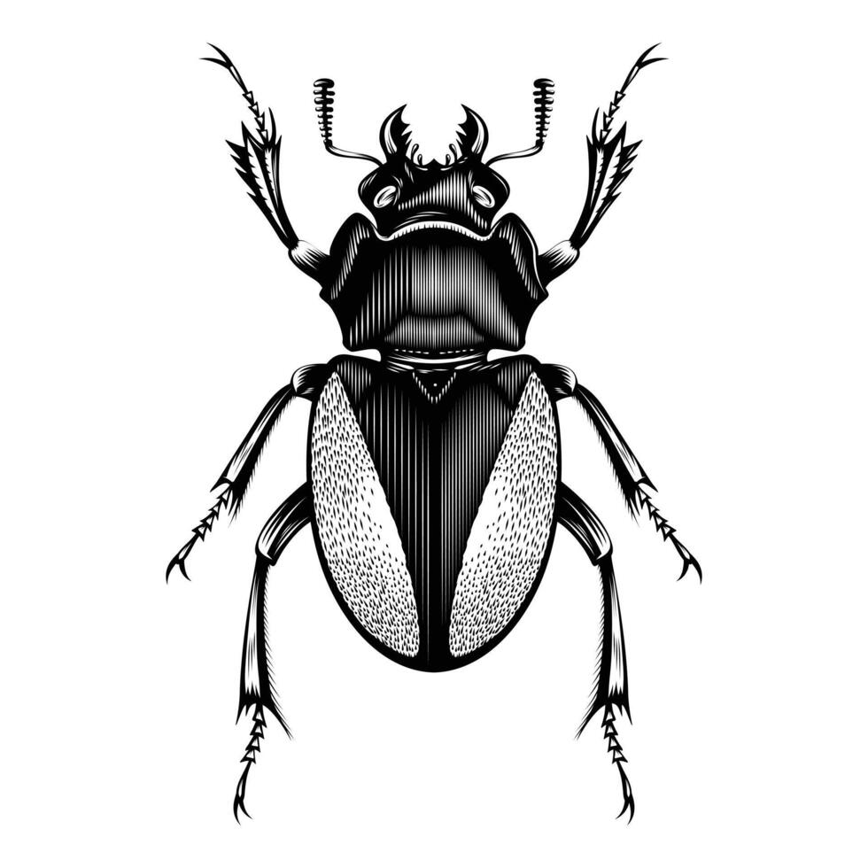 weiblicher lucanus cervus illustrationsvektor flaches design vektor