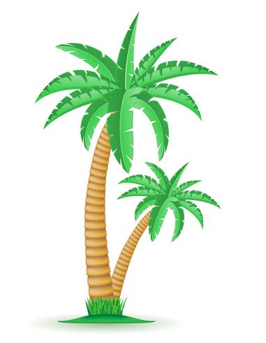 Palme tropische Baum-Vektorillustration vektor