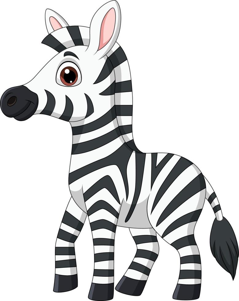 süßes Baby-Zebra posiert isoliert auf weißem Hintergrund vektor