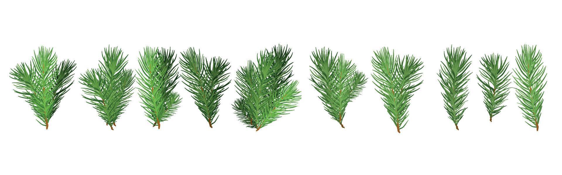eine reihe von grünen zweigen des weihnachtsbaums für ein weihnachtsdekor. zweige tanne, kiefer isoliert. vektor