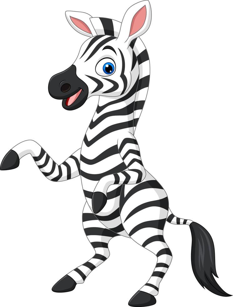 lustiges zebra der karikatur auf weißem hintergrund vektor