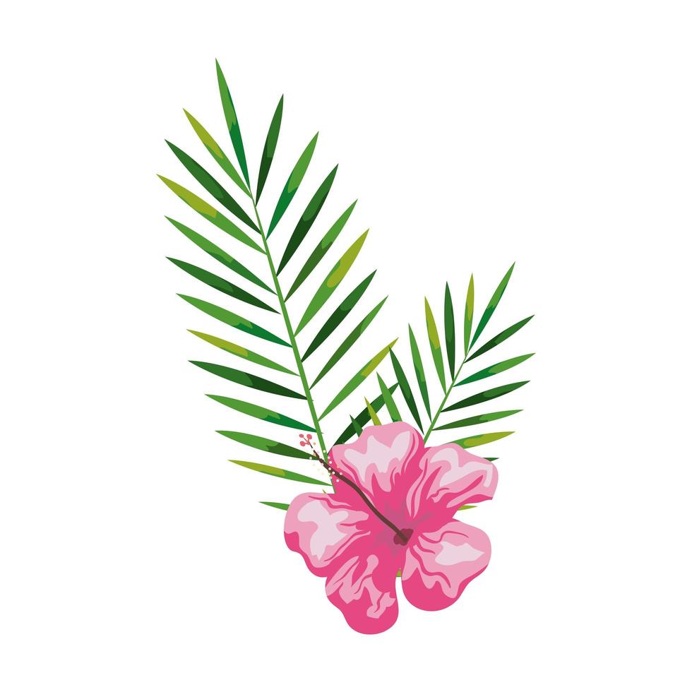 Hibiskus schöne rosa Farbe mit Zweigen und Blättern, tropische Natur, Frühling Sommer botanisch vektor