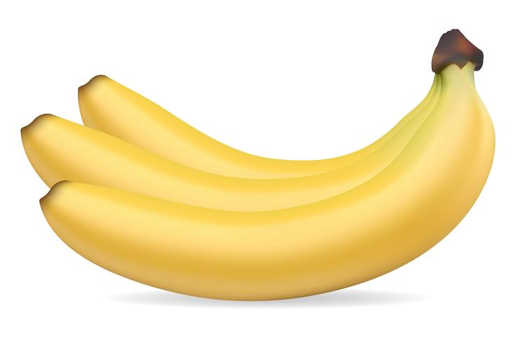 Bananen-Vektor-Illustration vektor