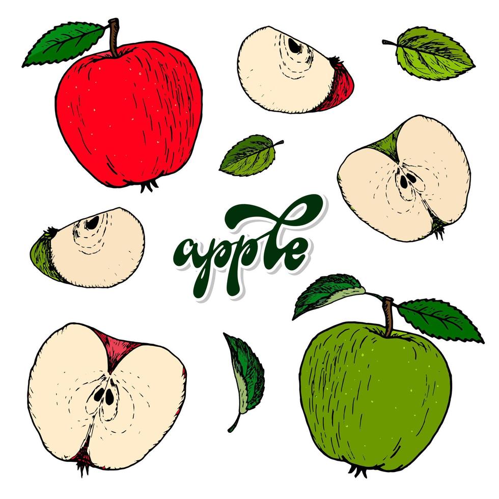 uppsättning handritade äpplen och löv isolerade på vit bakgrund för affischer, logotyper, etiketter, banderoller, klistermärken, produktförpackningsdesign, etc. eps 10 vektor