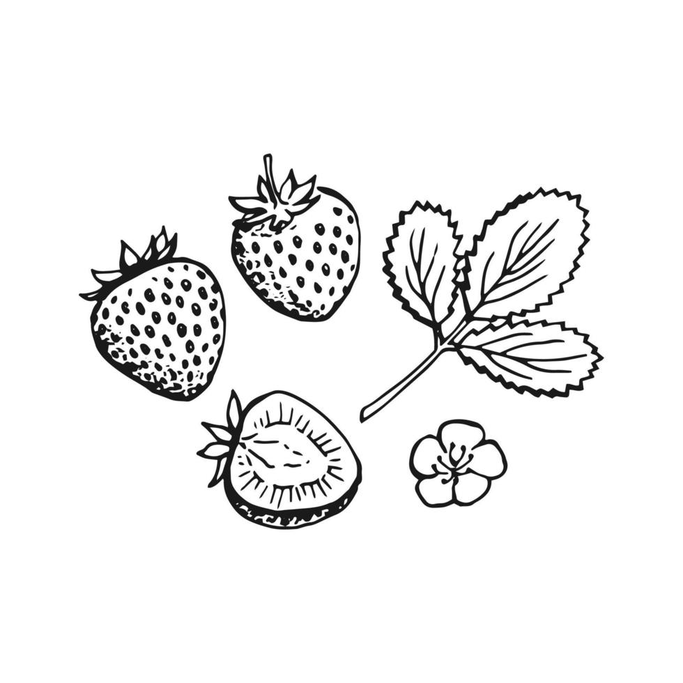 Erdbeere. handgezeichnete illustration in vektor umgewandelt.