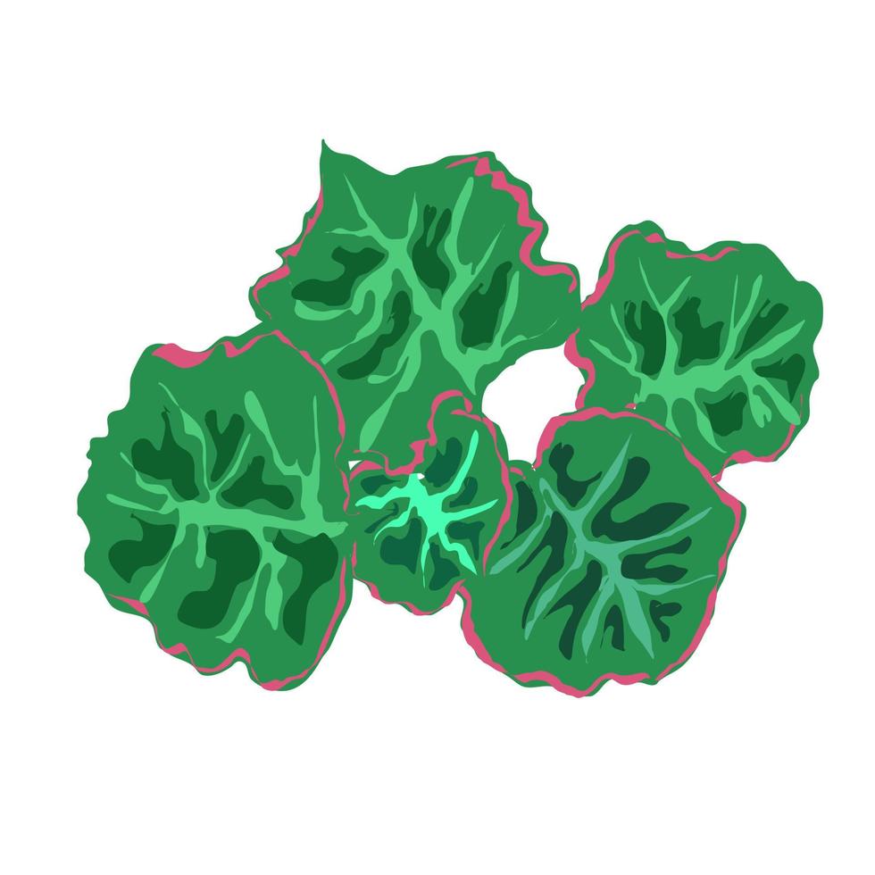 inomhusväxt saxifrage med gröna blad med rosa kant. vektor