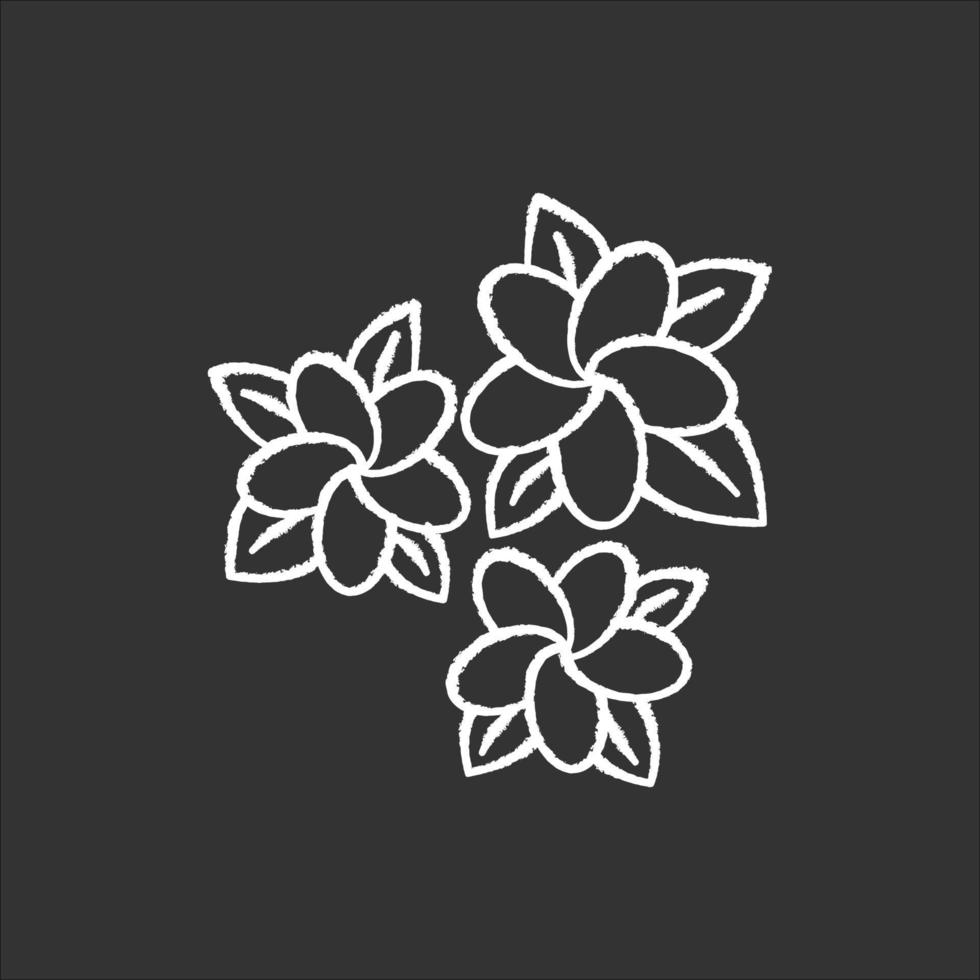 Plumeria-Kreide-Symbol. drei Blumen der exotischen Region. Flora des indonesischen Dschungels. kleine tropische Pflanzen. Blüte von Frangipani mit Blättern. Natur Balis. isolierte vektortafelillustration vektor