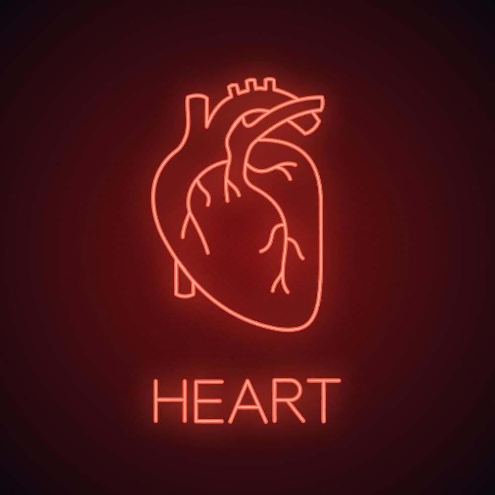 Symbol für Neonlicht der Anatomie des menschlichen Herzens. leuchtendes Zeichen. vektor isolierte illustration