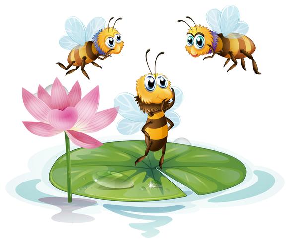 Lotus und Bienen vektor