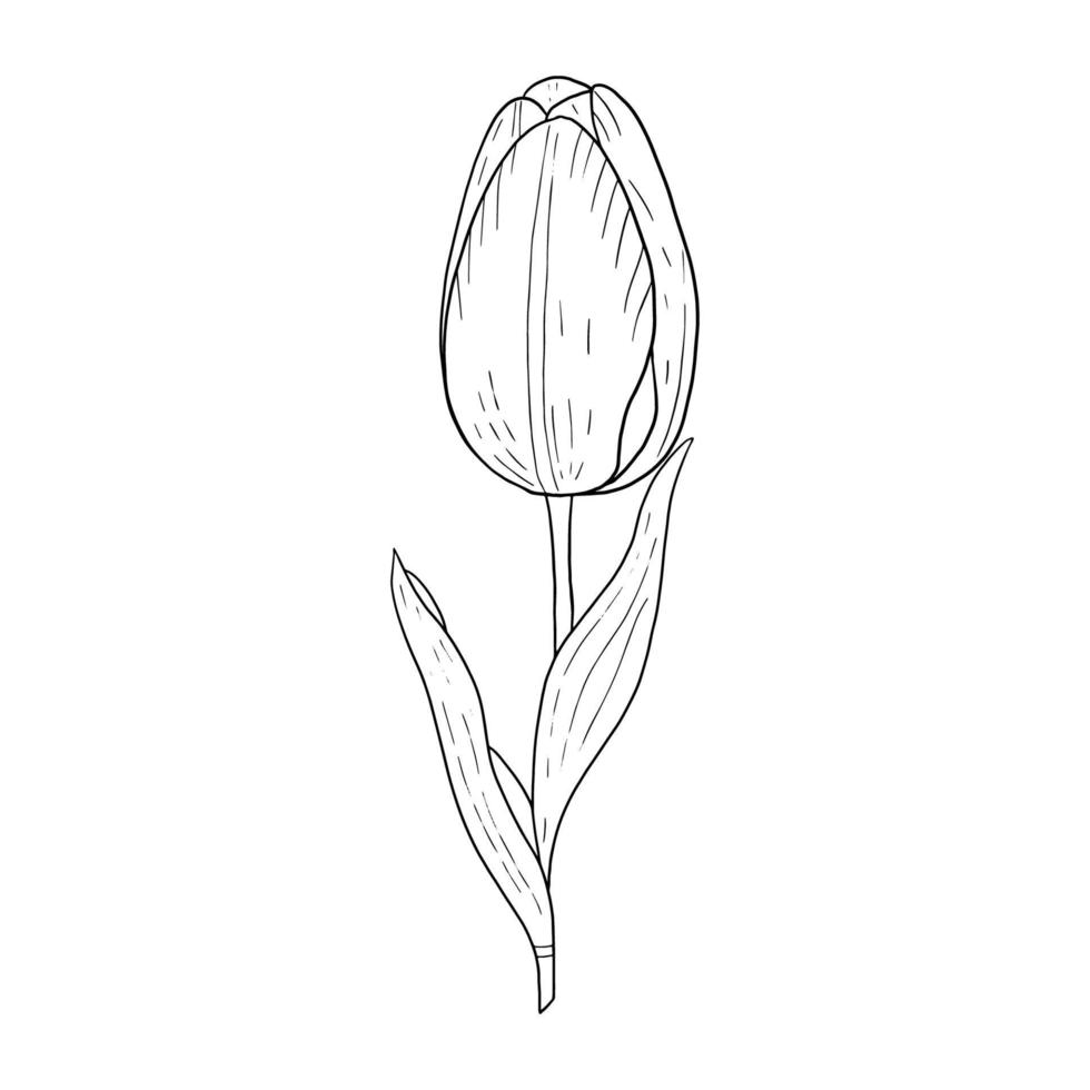 tulpe handgezeichnete umrisszeichnung. schwarz-weiß-bild. stilisiertes bild einer tulpenblume. eine tulpe isoliert auf weißem hintergrund. vektor