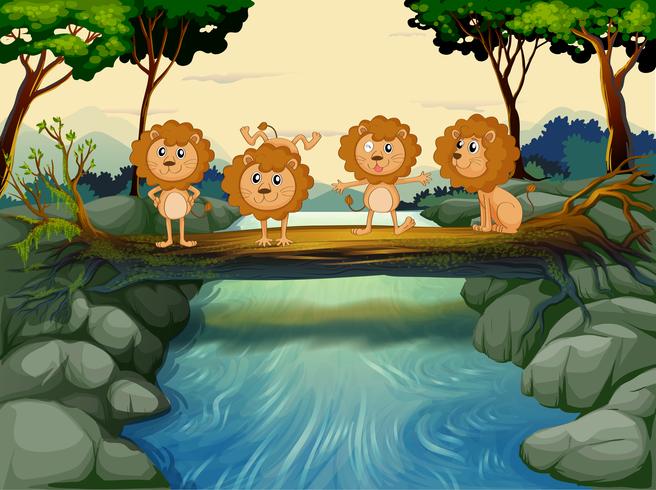 Fyra unga lejon vid floden vektor