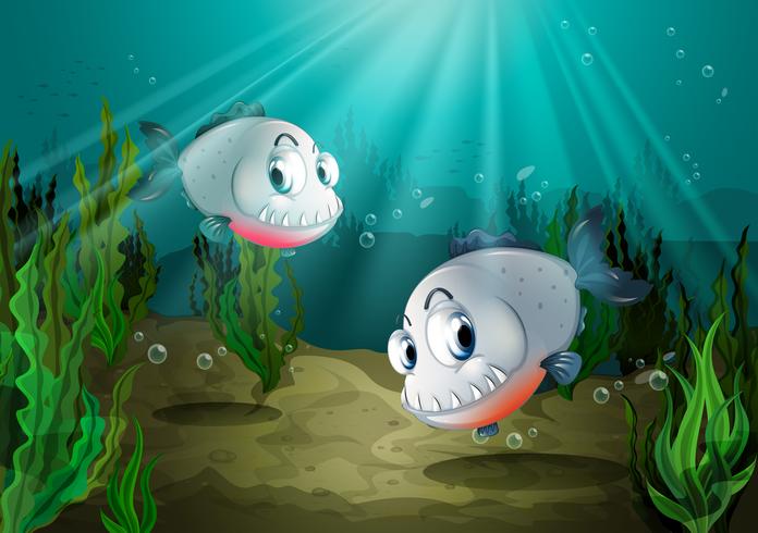 Två fiskar med vassa tänder under havet vektor