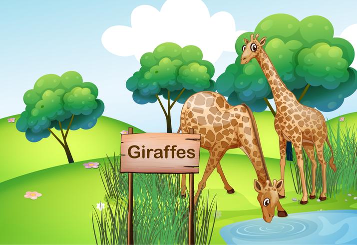 Zwei Giraffen am Wald mit einem Holzschildbrett vektor