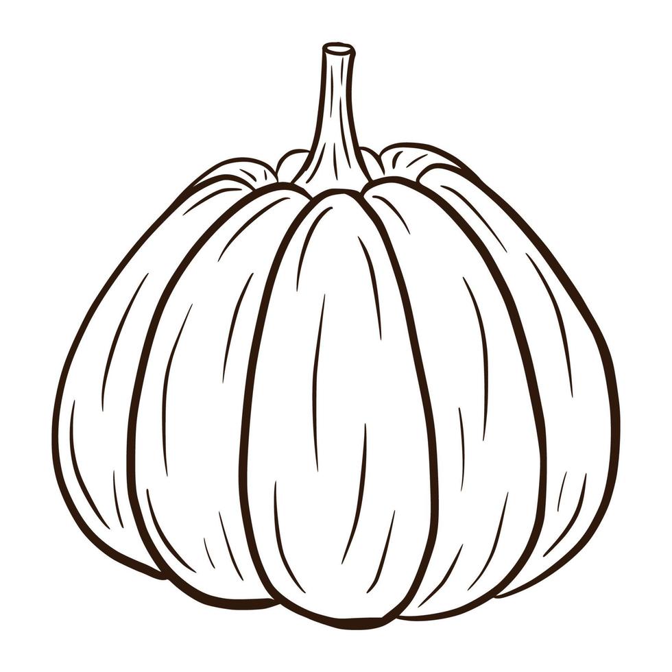 pumpa skiss. hösten mat ikon. skiss av mogen squash. element för höstens dekorativa design, halloween-inbjudan, skörd, klistermärke, tryck, logotyp, meny, recept vektor