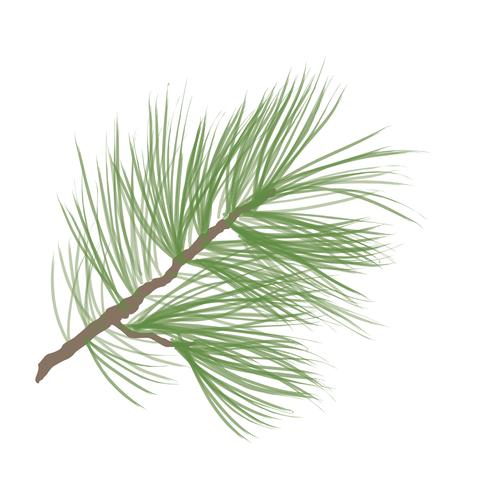 Tallkotte. Pine tree branch isolated. Blommig vintergröna dekor vektor