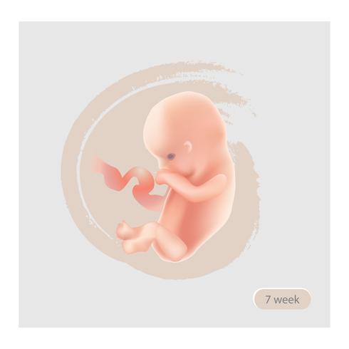 Fötuszeichen. Fötales Symbol. Zehn Wochen Embryo. Schwangerschaftsstadium vektor