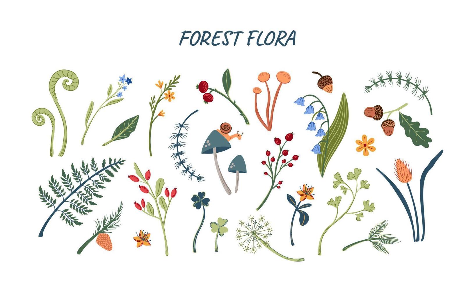 skogsflora stor uppsättning handritade växter, svampar och löv vektorillustration. skogsbotanik isolerade objekt vektor