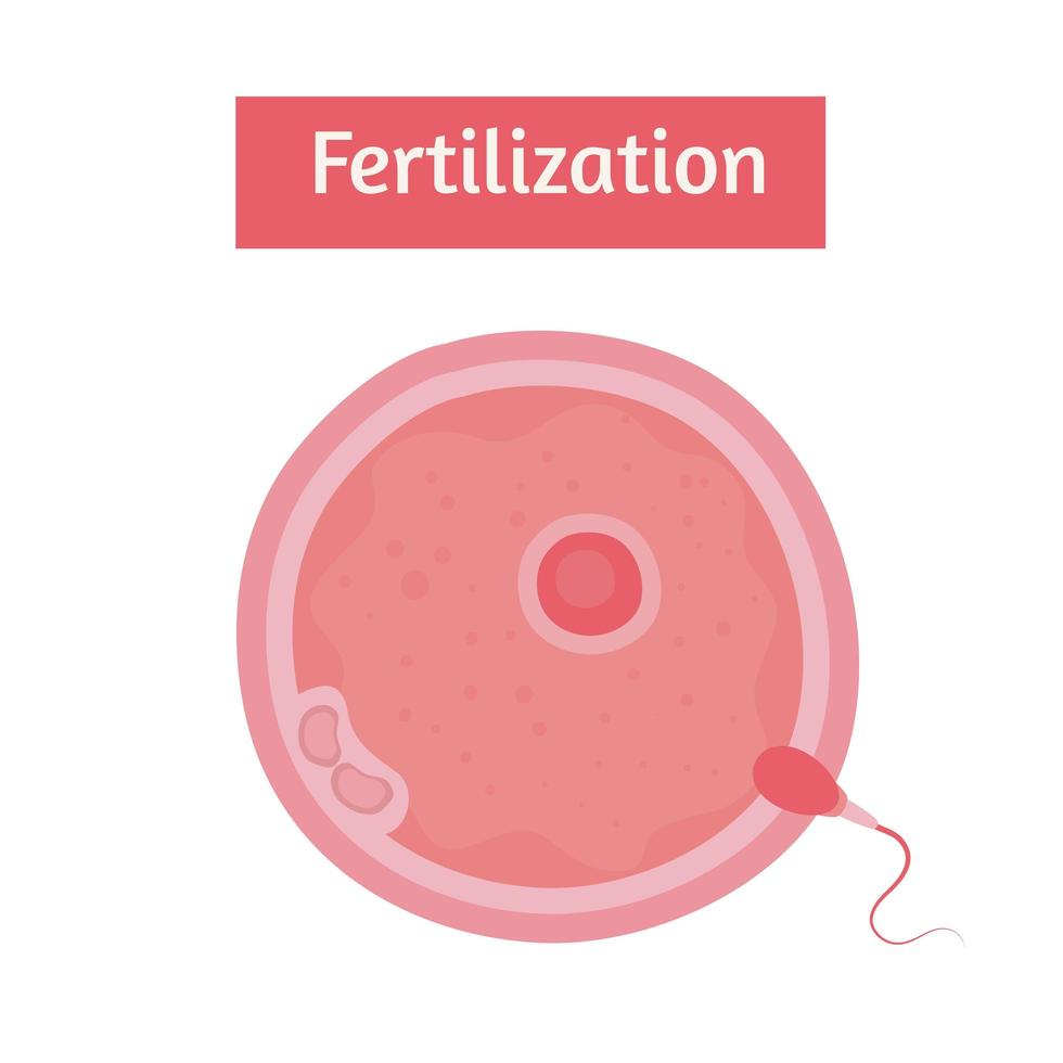 befruktning äggcell och spermier vektor