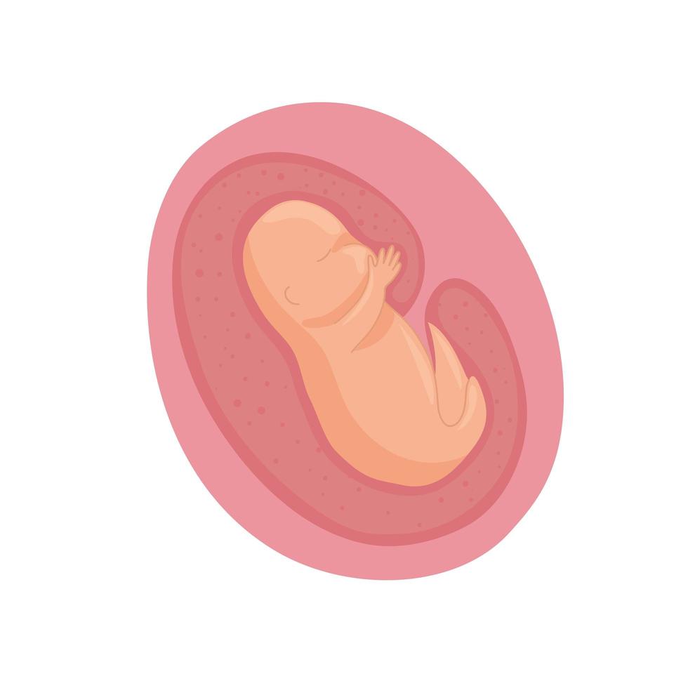 kleiner Embryo im Mutterleib vektor