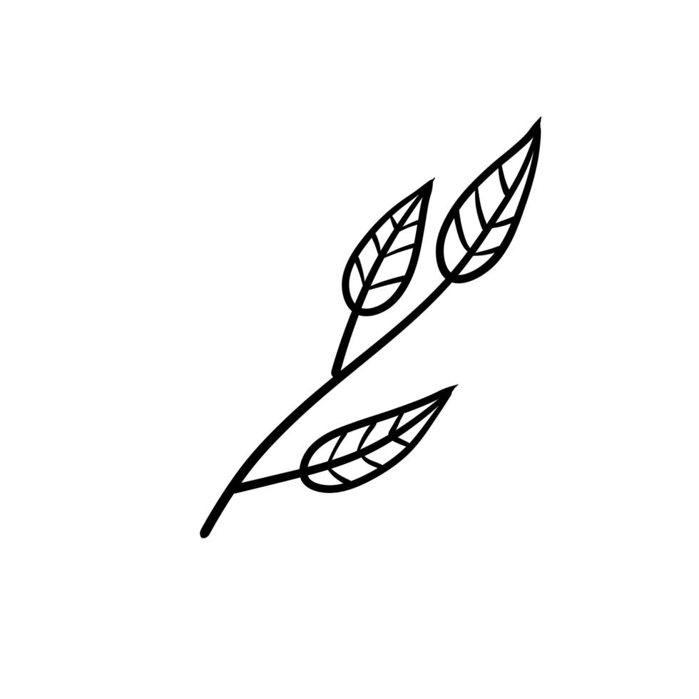 gren av växt. löv i linjestil. svart och vit naturlig illustration vektor