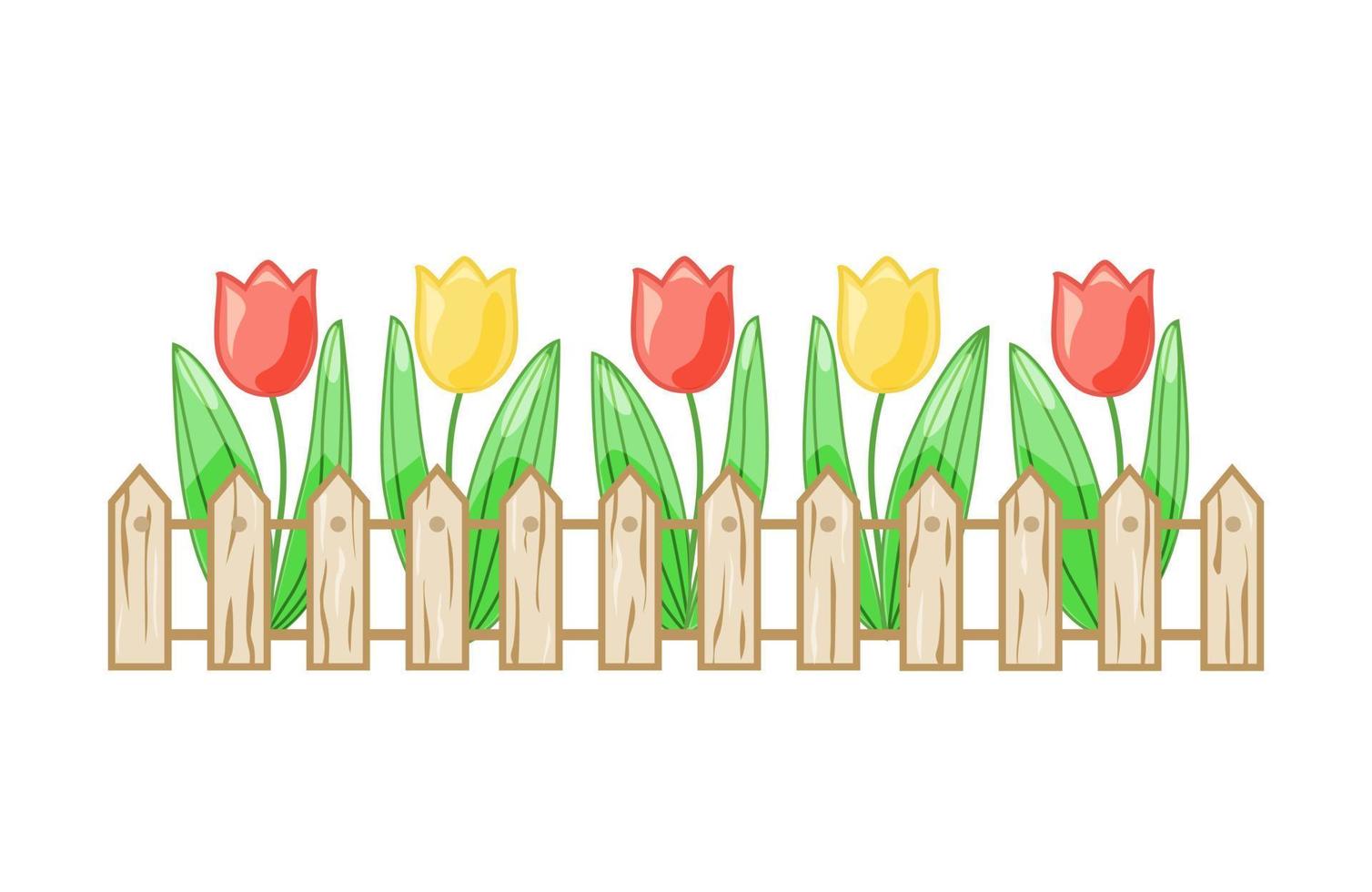 Bunte Tulpen in einem Blumenbeet hinter einem Zaun auf einem weißen, isolierten Hintergrund. Vektor. vektor