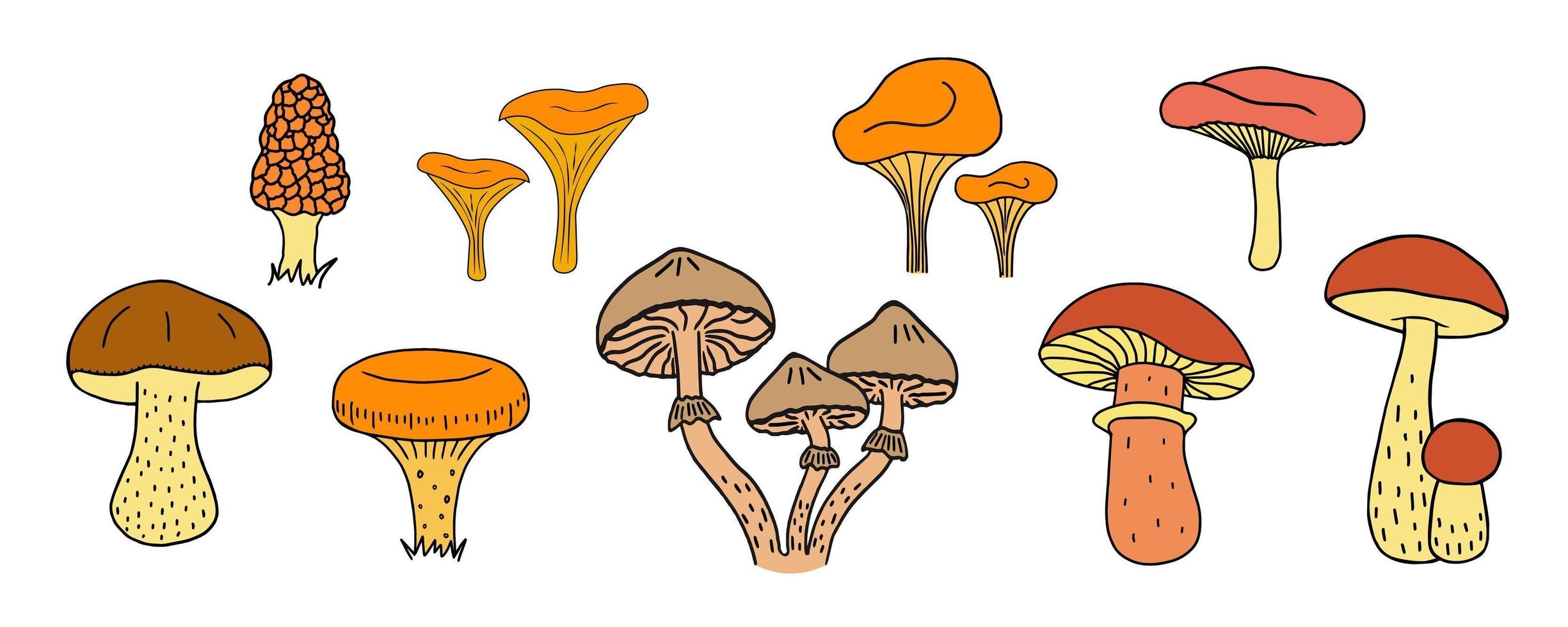 Pilze setzen Steinpilze, Pfifferlinge, Camelina, Hallimasche, Russula, Morcheln, frische Bio-Lebensmittel isoliert auf weißem Hintergrund. Illustration. vektor