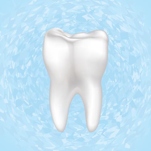 Zahn isoliert. Zähne weißes Schild. Zahnmedizinische medizinische Illustration. vektor