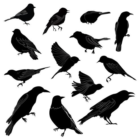 Set av olika vilda fåglar silhuett. vektor