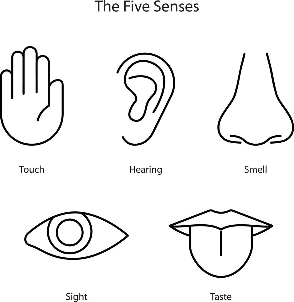 fünf menschliche Sinne, Hören, Sehen, Riechen, Schmecken und Fühlen. einfache Liniensymbole und Farbkreise Auge, Nase, Ohr, Mund mit Zunge, Hand. menschliches Wahrnehmungsschema. fünf Sinne. vektor