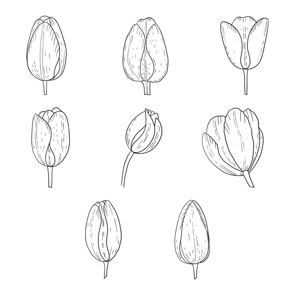 satz tulpenknospen.konturzeichnung von tulpenblumen lokalisiert auf einem weißen hintergrund.handzeichnung.vektor vektor