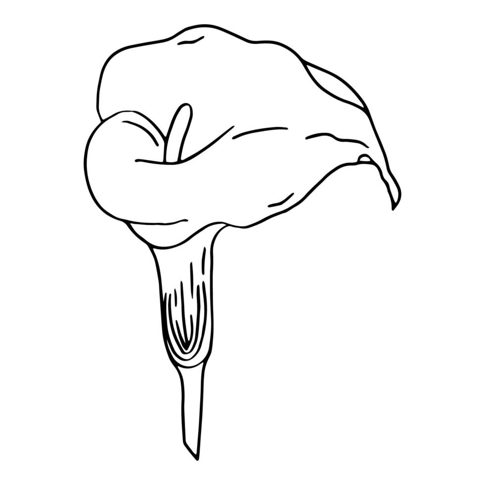 Calla-Blume-Konturlinie lokalisiert auf einem weißen Hintergrund. Reihe von Schwarz-Weiß-Illustrationen. Kritzeleien. elegante Blumen für Liebhaber, Hochzeit, Dekoration, Postkarten. Vektor
