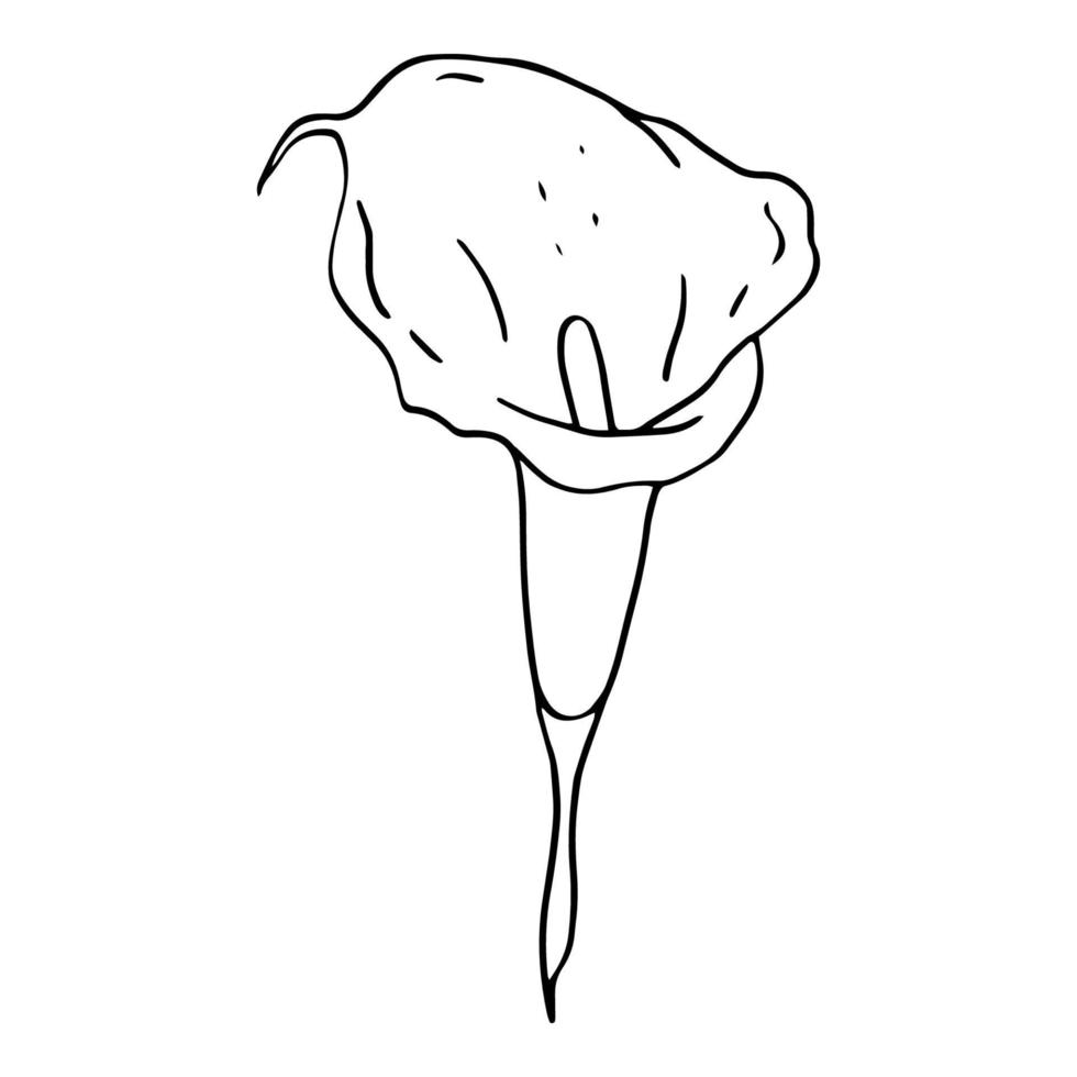 Calla-Blume-Konturlinie lokalisiert auf einem weißen Hintergrund. Reihe von Schwarz-Weiß-Illustrationen. Kritzeleien. elegante Blumen für Liebhaber, Hochzeit, Dekoration, Postkarten. Vektor
