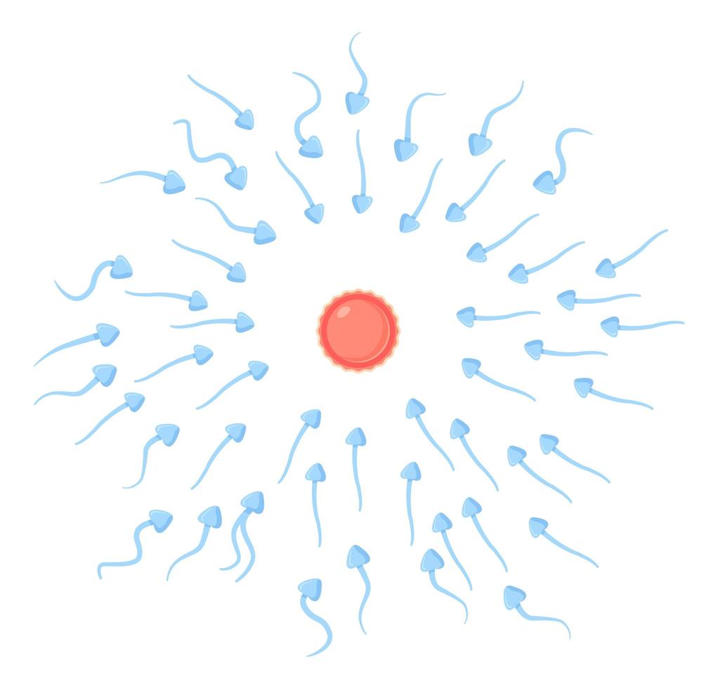 Spermien bewegen sich zum Eiverkauf. befruchtung, fortpflanzung, befruchtungskonzept. Illustration isoliert auf weiß im flachen Cartoon-Stil vektor